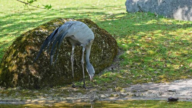 The Blue Crane, Grus paradisea, is an endangered bird specie endemic to Southern Africa. It is the national bird of South Africa