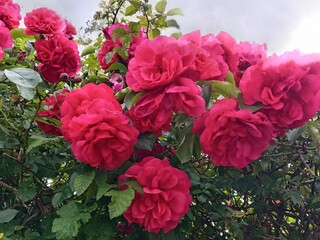 ROSES 4. LT