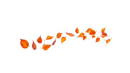 Falling Autumn Leaves on Transparent Background - Design Element