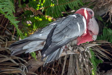 Close-up of a male Galah (Eolophus roseicapilla)  preening a female while perched on a palm tree with green fern fronds in the background. The male has a black eye, the female reddish.