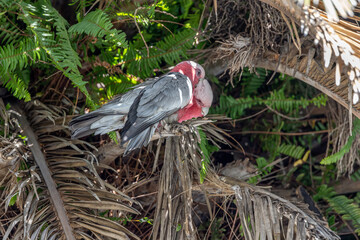 A couple of Galahs (Eolophus roseicapilla) on a preening session perched on a palm tree with green fern fronds in the background. The male is preening the female.