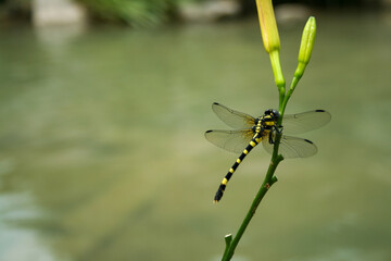 Dragonfly on a yellow Lilly over water