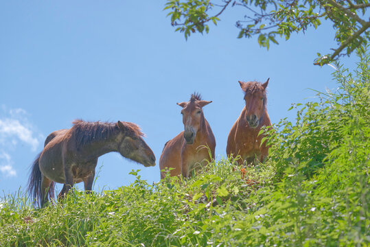 Three horses looking down