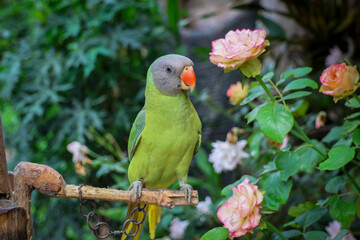 Psittacula finschii, a green parrot, is chained to its legs as a free-living pet, kept in a garden of colorful roses in front of the house. A poor little bird, kept for its colorful beauty.