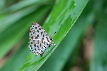 A white butterfly with black spots rests on a bright green bamboo leaf during the vibrant rainy season. A cute little butterfly.