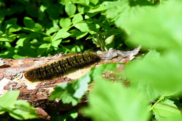 A close-up shot of a dark, hairy caterpillar with distinctive patterns on its back, crawling along...