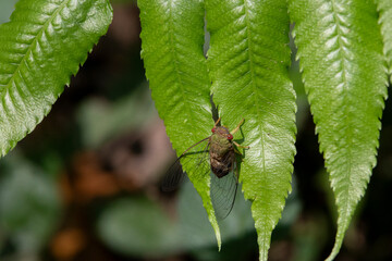 Selective focus on Cicadas on green leaves in a lush forest. Natural green background in a humid forest in Thailand during the rainy season.