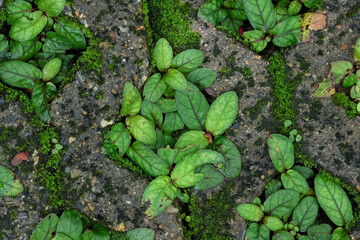Plant texture background growing in a concrete paving brick hole. The paving brick for planting grass has a hole in the center.