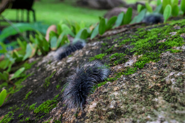 Selective focus Macrobrochis gigas caterpillars, black with soft white fluff on mossy rocks at the beginning of the rainy season. These caterpillars are non-poisonous and in the middle of lush forest.