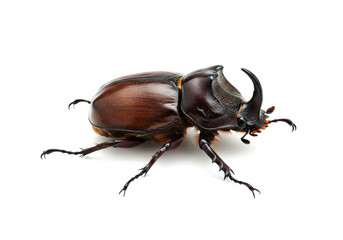 Rhinoceros beetle isolated on white