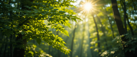 Green abstract nature background, spring nature sunlight, sunlight green plant. Sunlit forest in spring with lush green leaves and warm sunlight filtering through the trees.