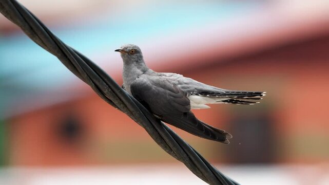 A Common Cuckoo (Cuculus canorus) perched on the wire, captured in a close-up 4K video. Cuckoos are parasitic birds that lay their eggs in the nests of other birds.