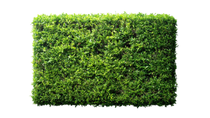 Vibrant green hedge of lush foliage perfect for landscaping and garden design elements