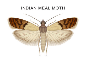 Illustration of Indian meal moth