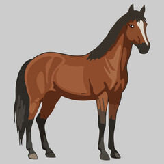 Fototapeta premium Brown Horse Illustration