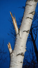 Symbol of resilience in nature captured at twilight, showcasing a fractured birch tree trunk against a deep blue sky, emphasizing strength and vulnerability of trees
