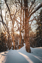 Golden morning light filters through snowy trees in a quiet forest. The warm sun glow contrasts with the winter cold, creating a serene and inviting natural winter landscape.