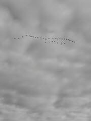 flock of birds