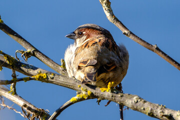 sich sonnender Spatz