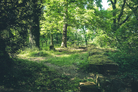 Sunlit forest path beckons adventurers amid lush greenery on a tranquil day