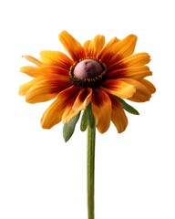 a single rudbeckia flower on a white background, vibrant style, rich saturated colors, slight natural shadow, filtered light