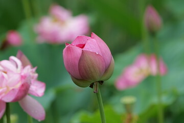 Summer lotus flowers in Chongqing Muxian Lake Park	