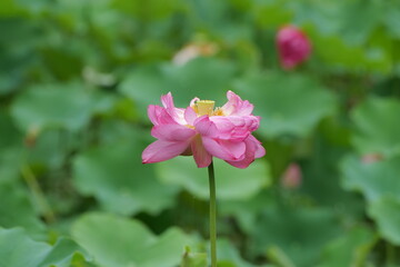 Summer lotus flowers in Chongqing Muxian Lake Park	