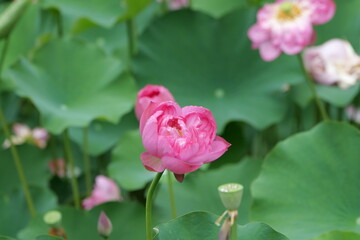 Summer lotus flowers in Chongqing Muxian Lake Park	