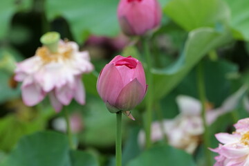 Summer lotus flowers in Chongqing Muxian Lake Park	