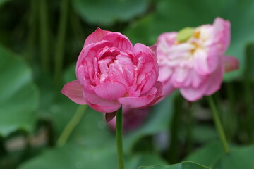Summer lotus flowers in Chongqing Muxian Lake Park	