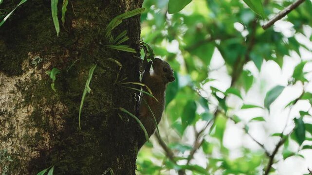 The Hoary-bellied Himalayan Squirrel, also known as the Irrawaddy squirrel (Callosciurus pygerythrus), eats plants and leaves.
