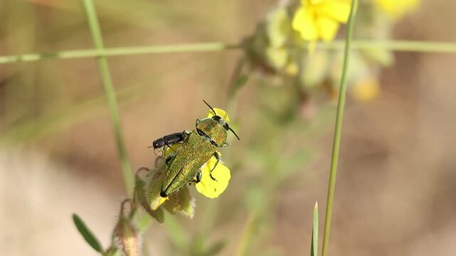 Peque&ntilde;o escarabajo Agrilaxia sale volando mientras el gran escarabajo Anthaxia hungarica come en flor de planta Helianthemum nummularium, Alcoy, Espa&ntilde;a