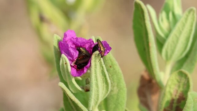 Multitud de mosca espa&ntilde;ola Lytta vesicatoria de aparean dentro de una flor semicerrada de cistus albidus, Alcoy, Espa&ntilde;a
