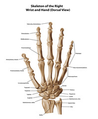 Skeleton of the Right Wrist and Hand (Dorsal View) 