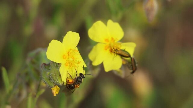 Abeja andrena llena de polen naranja en flor de planta Helianthemum nummularium y vuela hacia flor ocupada por mosca espa&ntilde;ola apareandose, Alcoy, Espa&ntilde;a