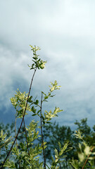 Intertwined Flamingo Salix Trees Under a Cloudy Sky in Nature