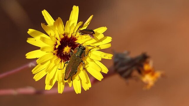 Mosca espa&ntilde;ola Lytta vesicatoria despliega sus alas y sale volando junto a Anthaxia hungarica desde flor Reichardia tingitana, Alcoy, Espa&ntilde;a