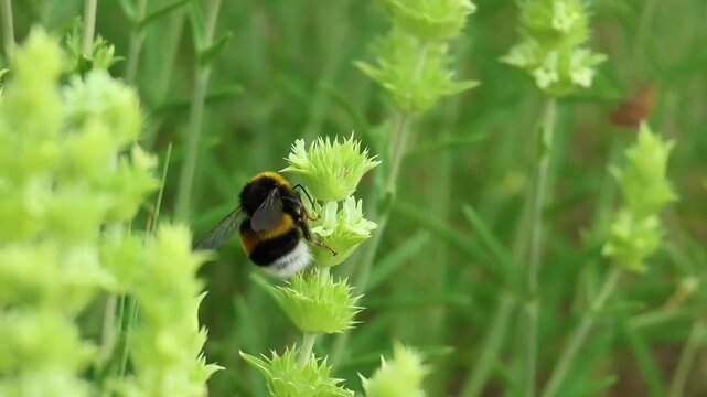 Abejorro Bombus terrestris vuela entre inflorescencia de rabo de gato (Sideritis angustifolia) comiendo su nectar, Alcoy, Espa&ntilde;a