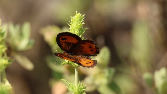 Mariposa lobito de banda blanca (Pyronia bathseba) comiendo nectar de rabo de gato Sideritis angustifolia mientras mueve sus alas, Alcoy, Espa&ntilde;a