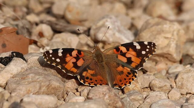 Mariposa Vanessa cardui con las alas extendidas posada en piedras del camino en ruta de senderismo, Alcoy, Espa&ntilde;a