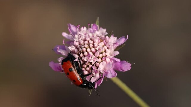 Cole&oacute;ptero falsa mariquita Lachnaia vicina comiendo en flor Sixalix atropurpurea, Alcoy, Espa&ntilde;a