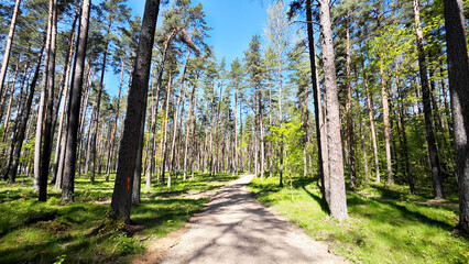 A peaceful dirt path winds through a serene pine forest in Riga, Latvia, bathed in sunlight. Tall...