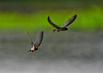 butterfly on the ground