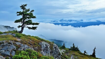 pine tree on the mountain