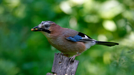 Jays at a woodland feeding site