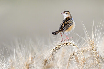 red winged blackbird