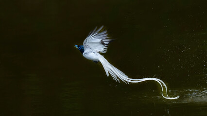 blue heron ardea cinerea