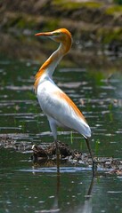 great blue heron ardea cinerea