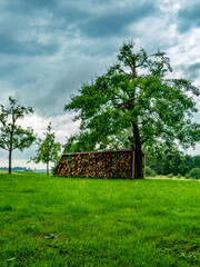 Brennholz lagert auf einer Wiese im Frühjahr