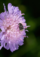 Stolperkäfer (Valgus hemipterus) Männchen auf Acker-Witwenblume (Knautia arvensis) - Baden-Württemberg, Deutschland 